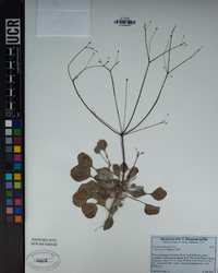 Eriogonum thomasii image