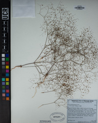 Eriogonum thomasii image