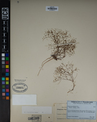 Eriogonum thomasii image