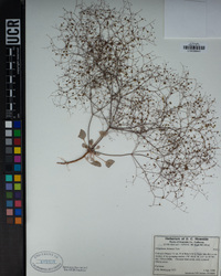 Eriogonum thomasii image