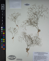 Eriogonum thomasii image