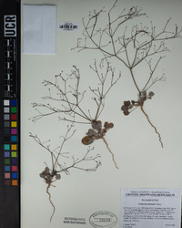 Eriogonum thomasii image