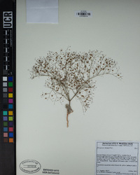 Eriogonum thomasii image