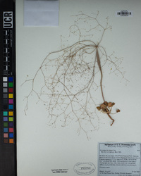 Eriogonum trichopes image