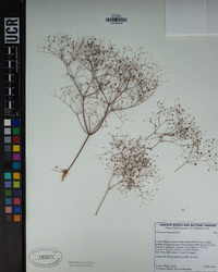 Eriogonum thomasii image