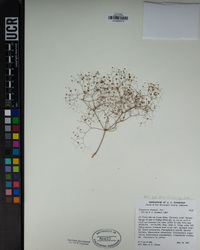 Eriogonum thomasii image