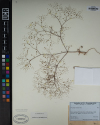 Eriogonum thomasii image