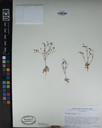 Eriogonum thurberi image