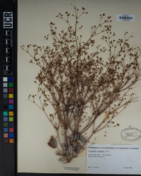 Eriogonum thurberi image