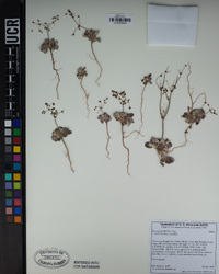 Eriogonum thurberi image