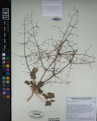 Eriogonum trichopes image