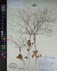 Eriogonum trichopes image