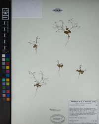 Eriogonum trichopes var. trichopes image