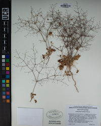 Eriogonum trichopes image