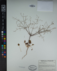 Eriogonum trichopes image