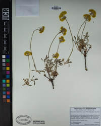 Eriogonum umbellatum var. polyanthum image