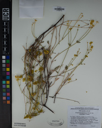 Eriogonum umbellatum var. subaridum image