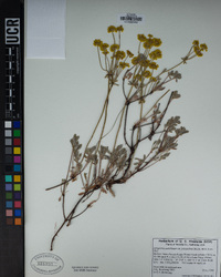 Eriogonum umbellatum image