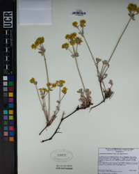 Eriogonum umbellatum image