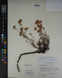 Eriogonum umbellatum image