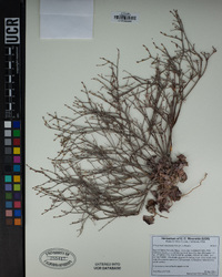 Eriogonum vimineum image