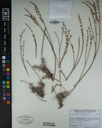 Eriogonum wrightii var. subscaposum image