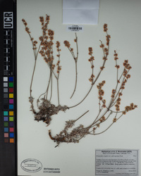 Eriogonum wrightii image