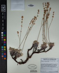 Eriogonum wrightii subsp. subscaposum image