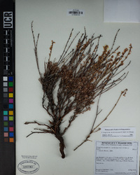 Eriogonum wrightii image