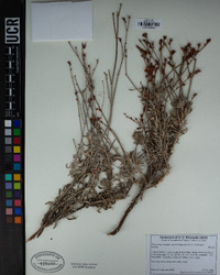 Eriogonum wrightii var. trachygonum image