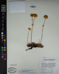 Eriogonum siskiyouense image