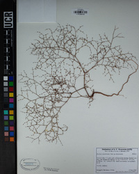 Oxytheca dendroidea subsp. dendroidea image