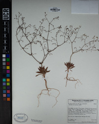 Oxytheca dendroidea subsp. dendroidea image