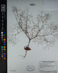 Oxytheca dendroidea image