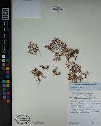 Oxytheca luteola image
