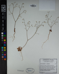 Oxytheca parishii var. cienegensis image