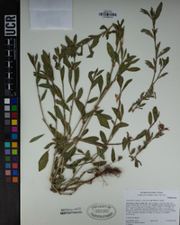 Polygonum aviculare image