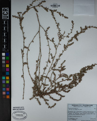 Polygonum aviculare image