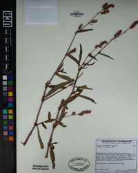 Persicaria hydropiperoides image