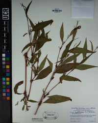 Persicaria lapathifolia image