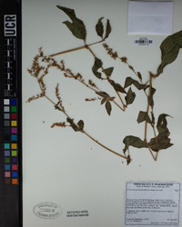 Polygonum phytolaccifolium image