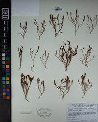 Polygonum polygaloides subsp. confertiflorum image