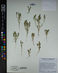 Polygonum polygaloides subsp. kelloggii image