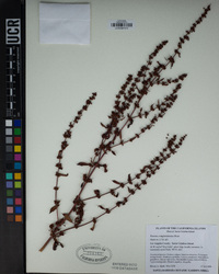 Rumex conglomeratus image