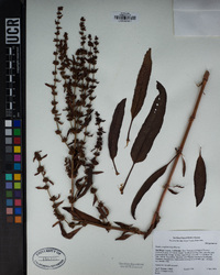 Rumex conglomeratus image