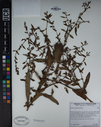 Rumex conglomeratus image