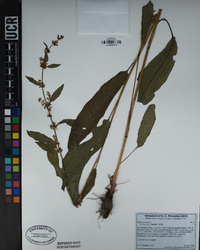 Rumex crispus image