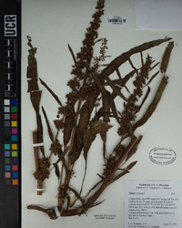 Rumex crispus image