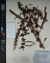 Rumex crispus image