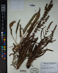 Rumex crispus image